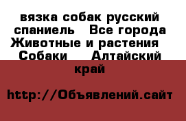 вязка собак русский спаниель - Все города Животные и растения » Собаки   . Алтайский край